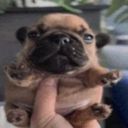 Aris - Owner/Developer